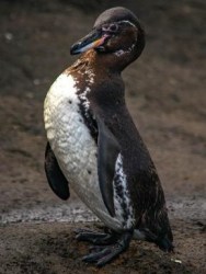 fernandina, galapagos pinguin