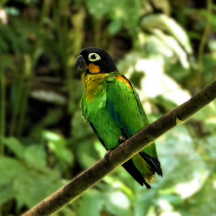 Orange winged parrot (2).png
